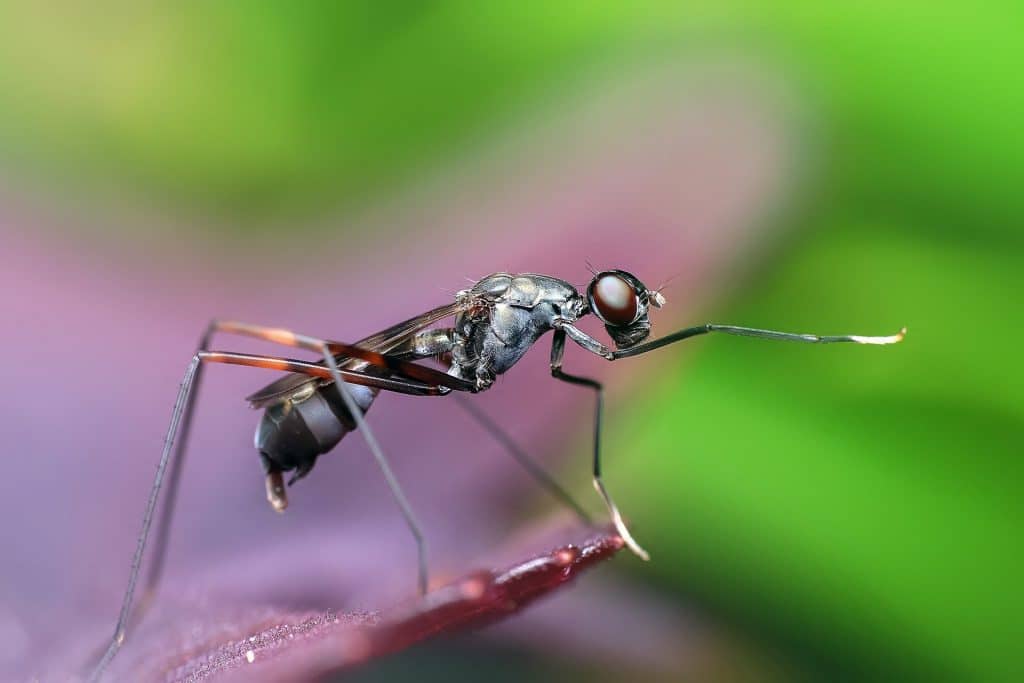 Lutte contre les moustiques dans le jardin