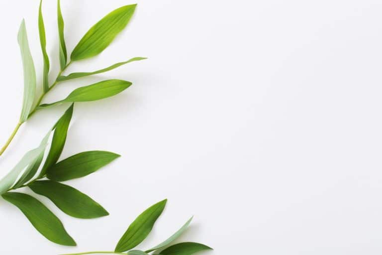 Alimentation plantes